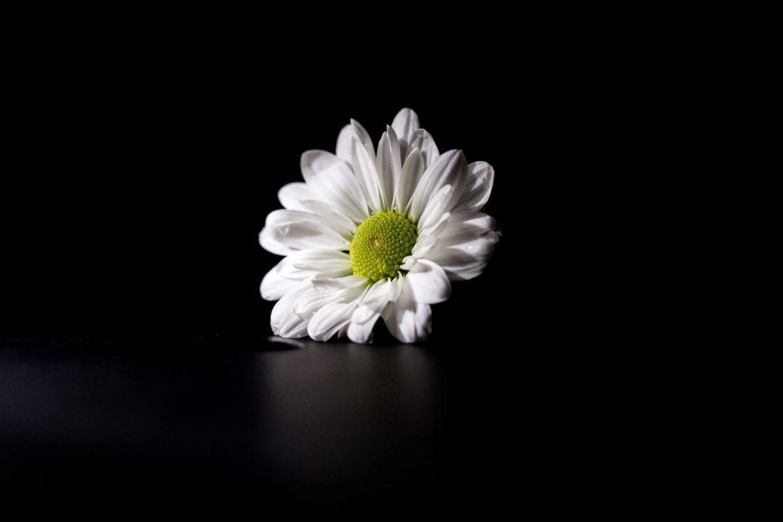 Free stock image of Flower on Dark Background