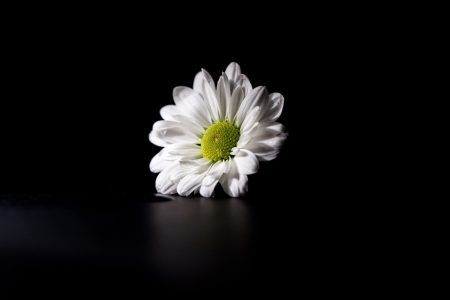 Flower on Dark Background
