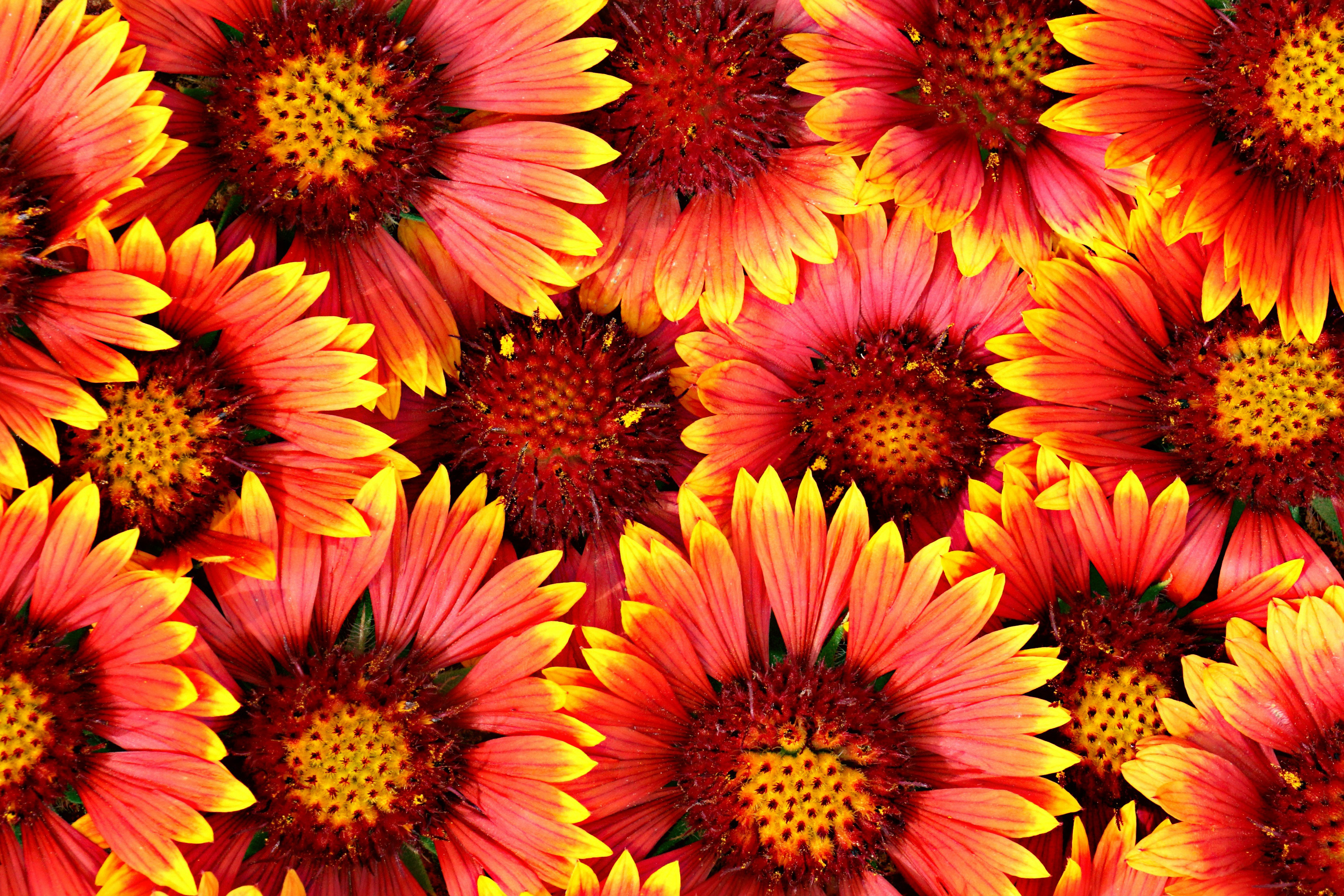Flowers Background Royalty-Free Stock Photo