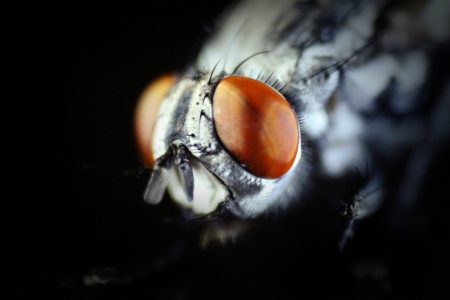 Fly Eye Macro