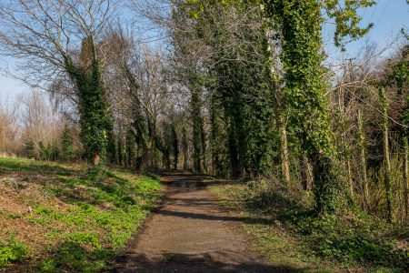 Forest Path in Spring