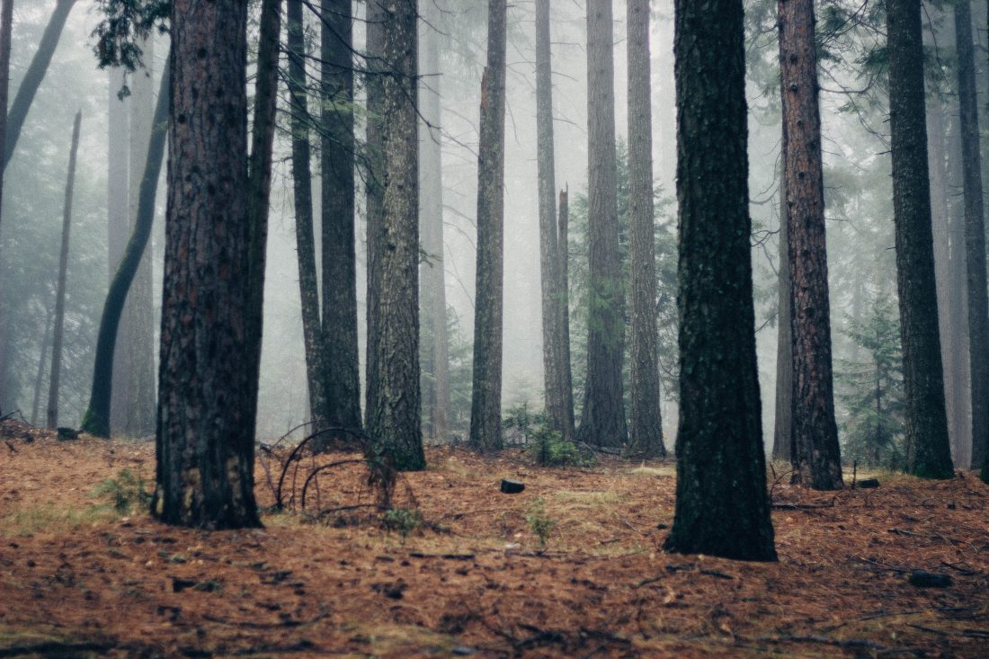 Tree in Forest