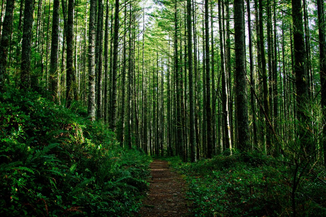 Free stock image of Forest Trees in the Morning