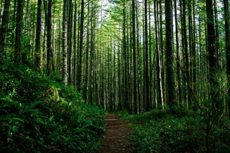 Forest Trees in the Morning