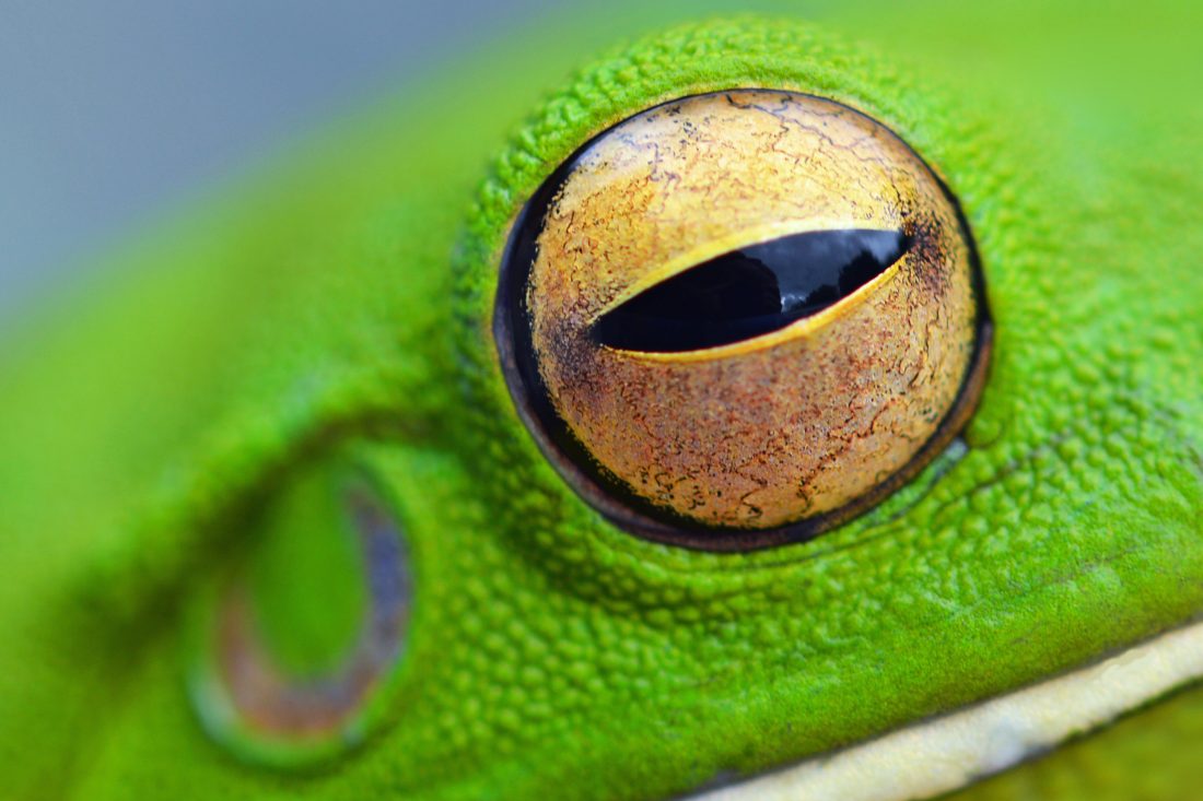 Free stock image of Eye of Frog