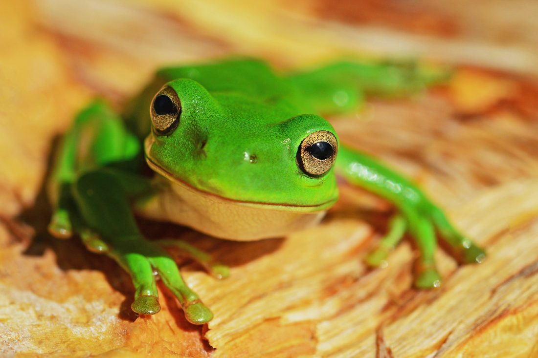Free stock image of Green Frog