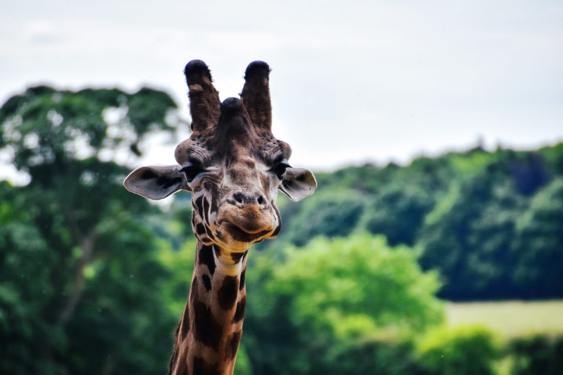 Free stock image of Giraffe in Africa