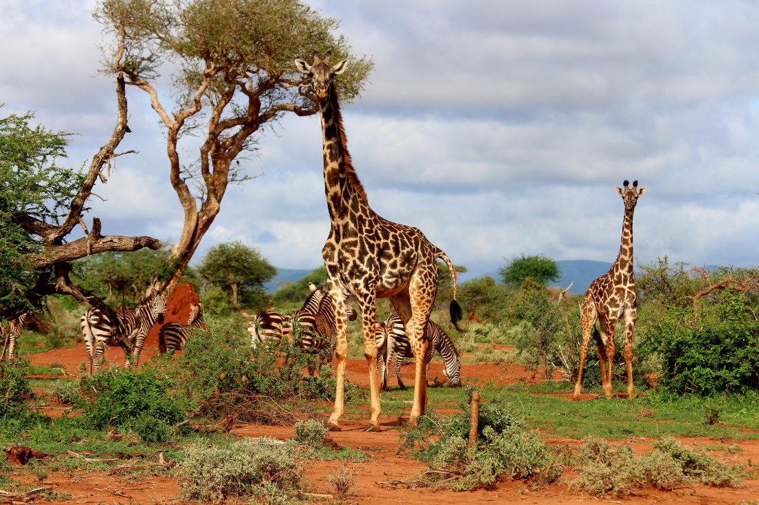 Free stock image of Giraffes on Safari