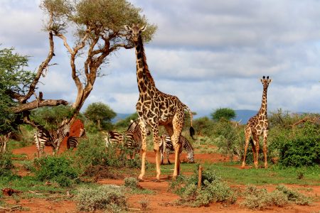 Giraffes on Safari