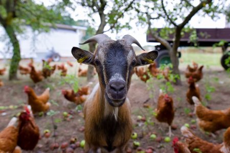 Goats on Farm