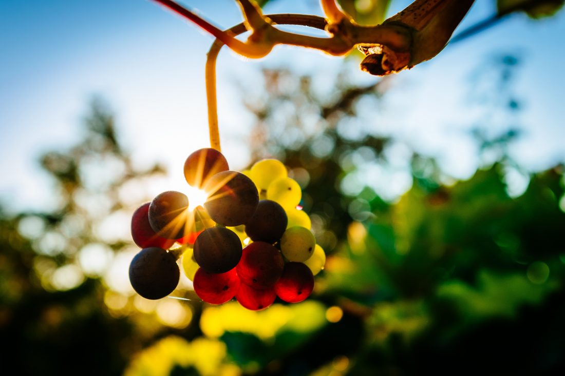 Free stock image of Grapes In Vineyard
