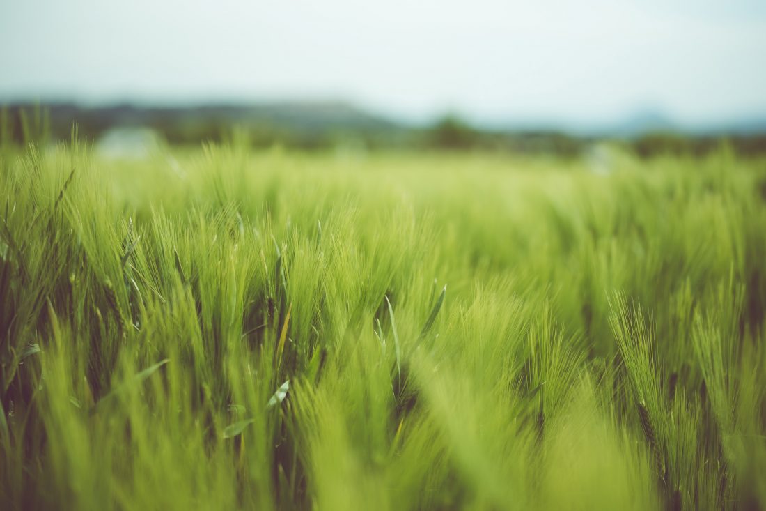 Free stock image of Green Grass Field