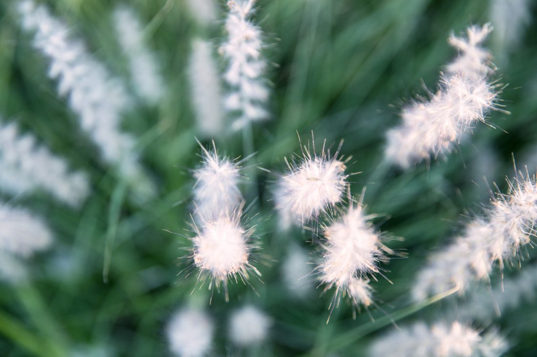 Free stock image of Grass Flowers