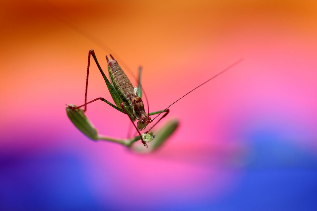 Free stock image of Grasshopper