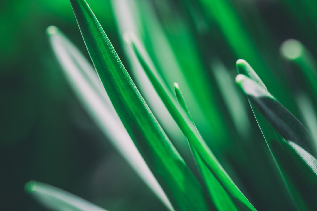 Free stock image of Green Shoots