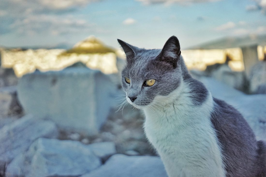 Free stock image of Grey Cat
