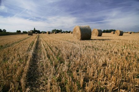 Harvest