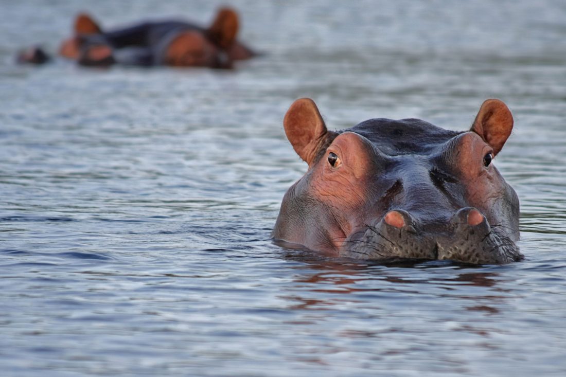Free stock image of Hippopotamus in Africa