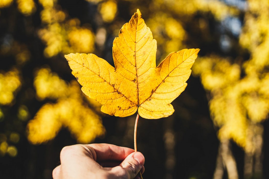 Hand Holding Leaf - Background Images