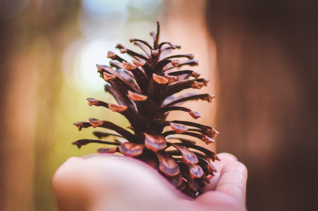 Free stock image of Holding Tree Cone