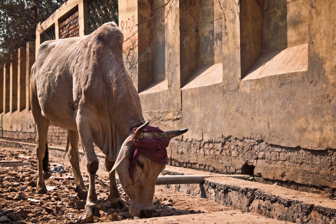 Free stock image of Cow in India