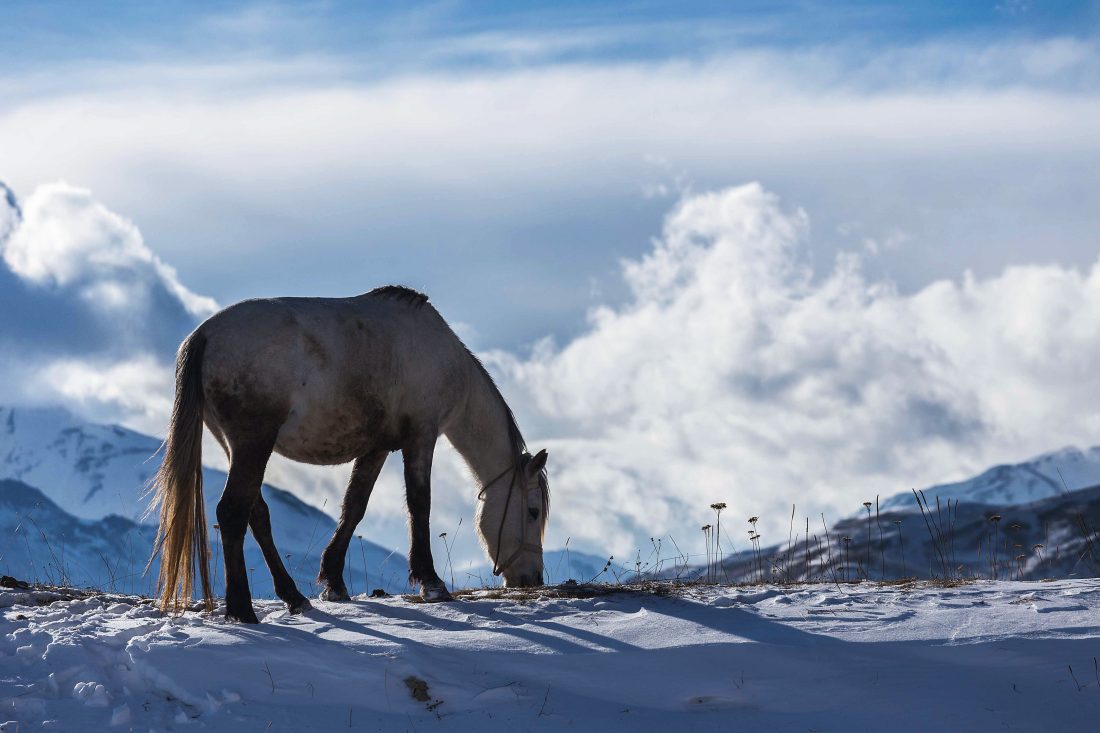 Free stock image of Horse in Winter