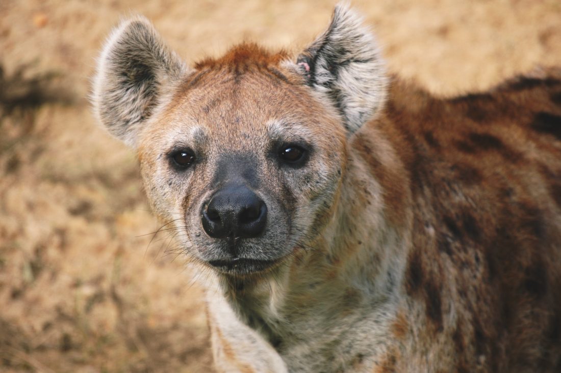 Free stock image of Hyena in Africa