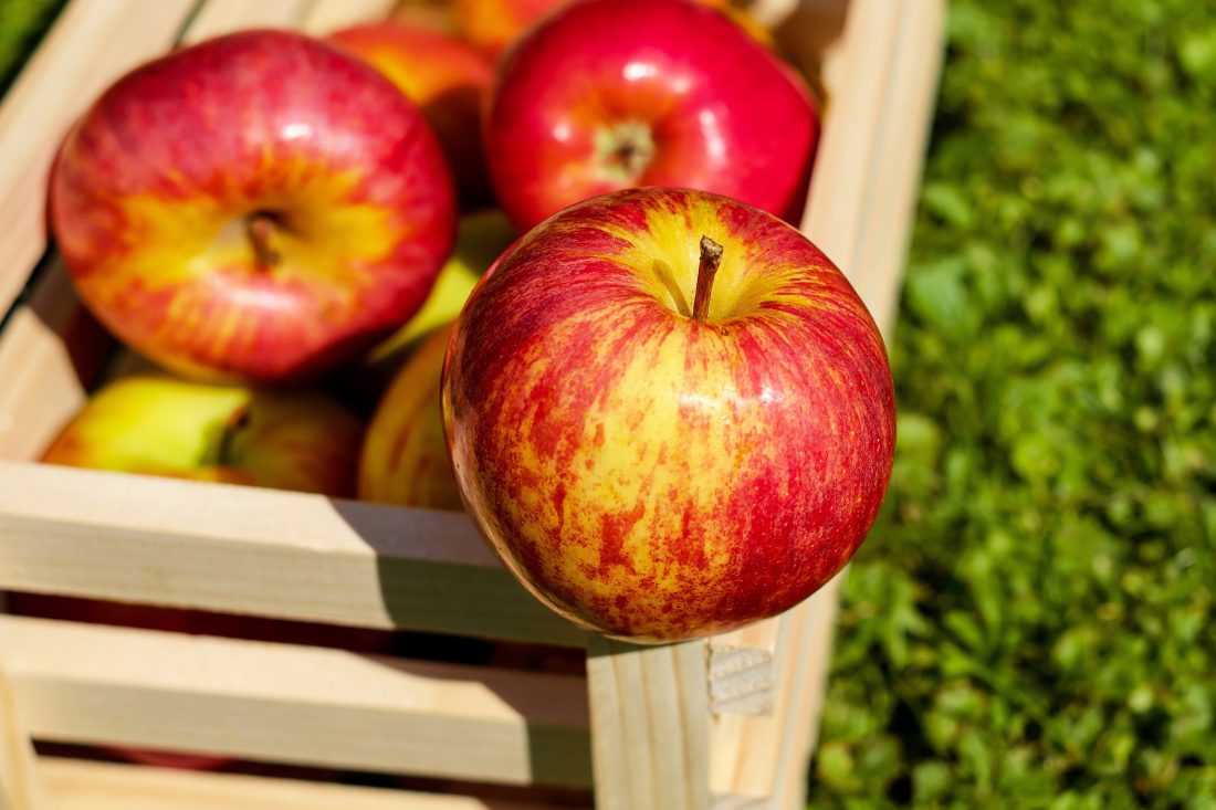 Free stock image of Harvest Apples