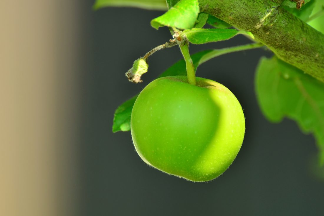 Free stock image of Green Apple in Tree