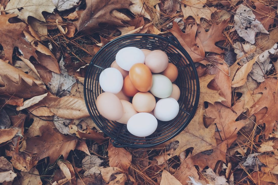 Free stock image of Autumn Eggs
