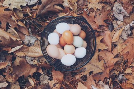 Autumn Eggs