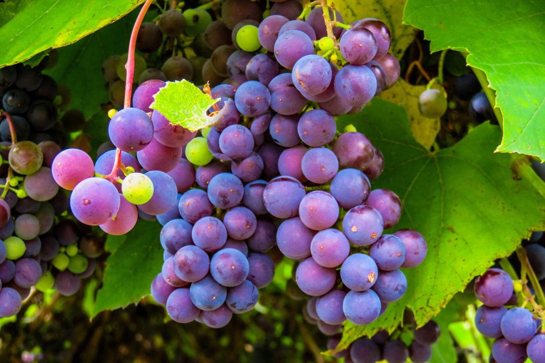 Free stock image of Red Grapes