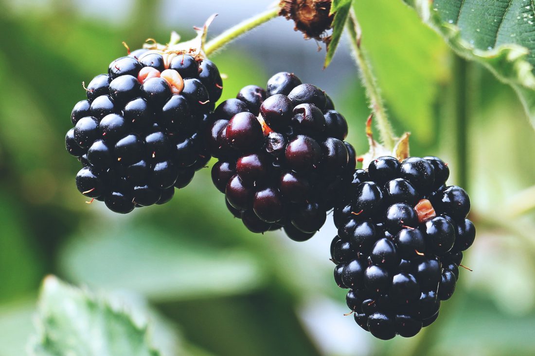 Free stock image of Blackberries