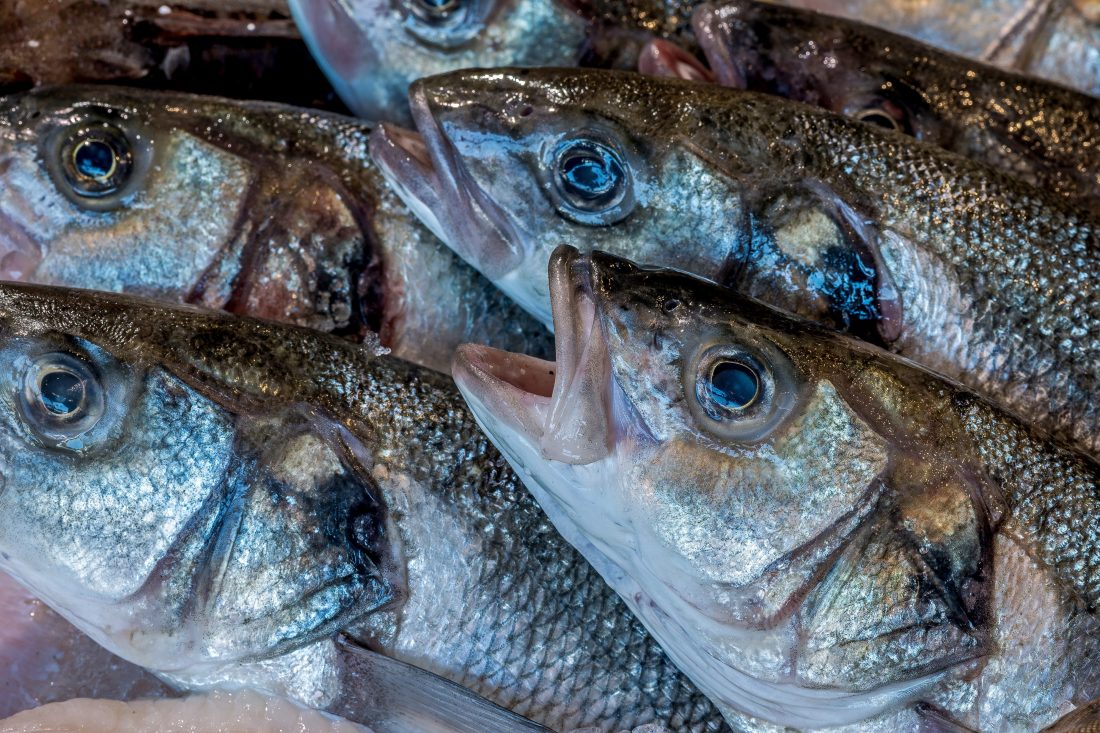 Free stock image of Fresh Raw Fish