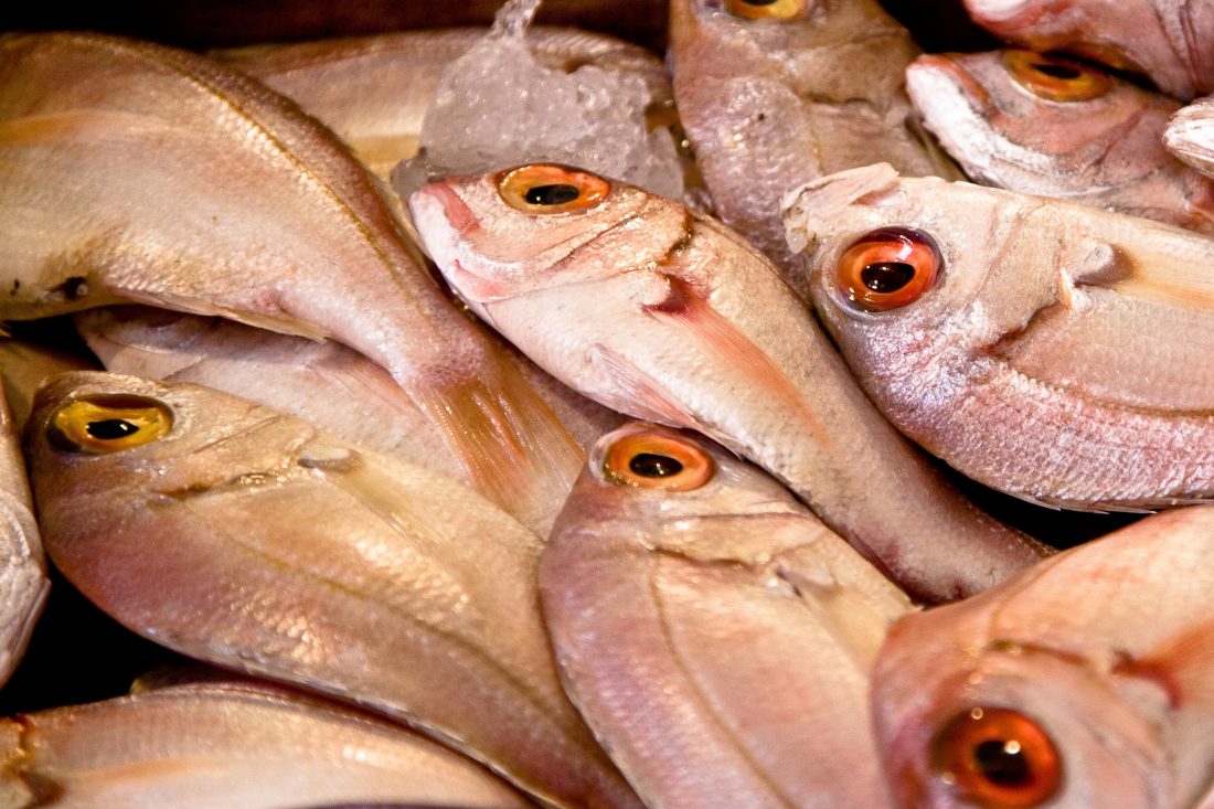 Free stock image of Raw Fish at Market
