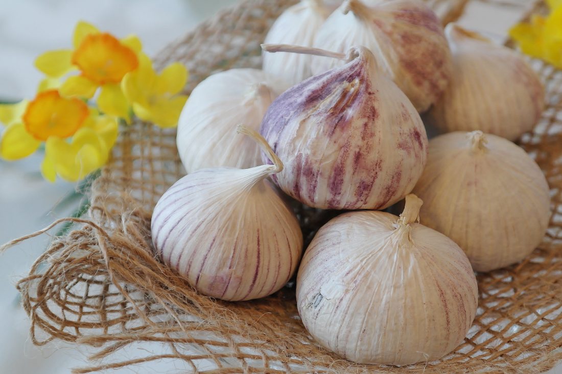 Free stock image of Garlic Herb