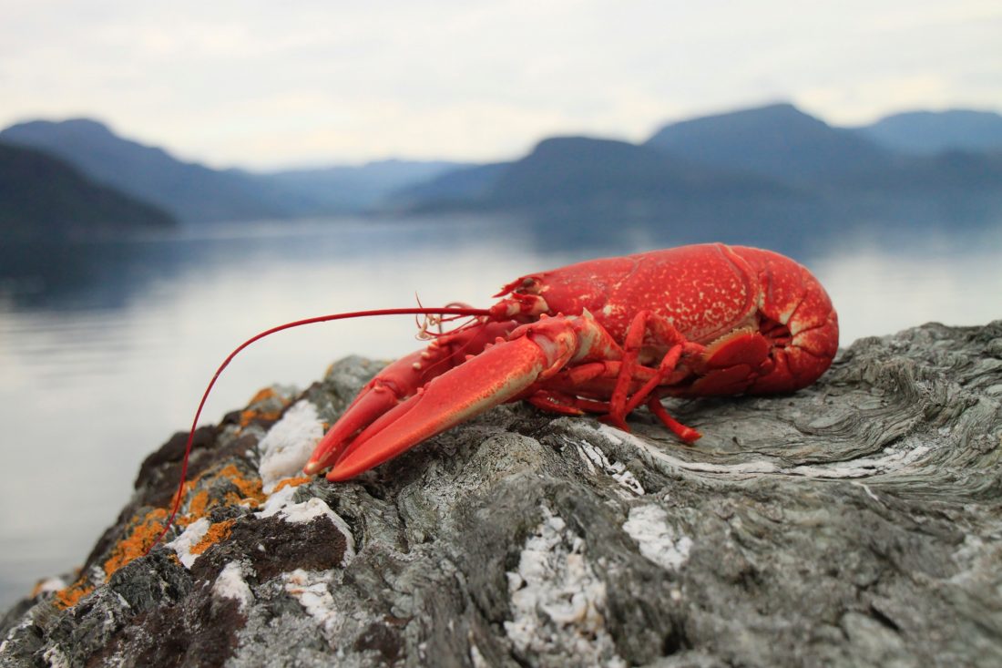 Free stock image of Lobster Seafood
