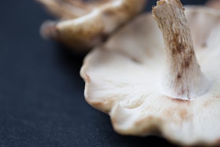 Mushrooms Macro