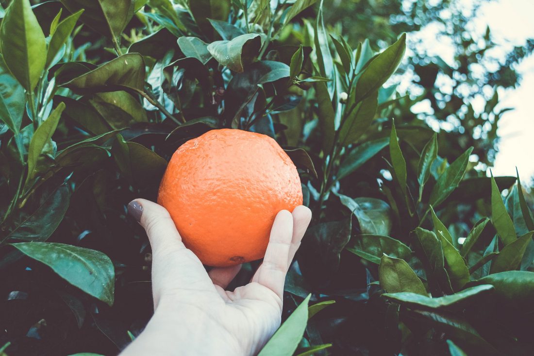 Free stock image of Picking Orange