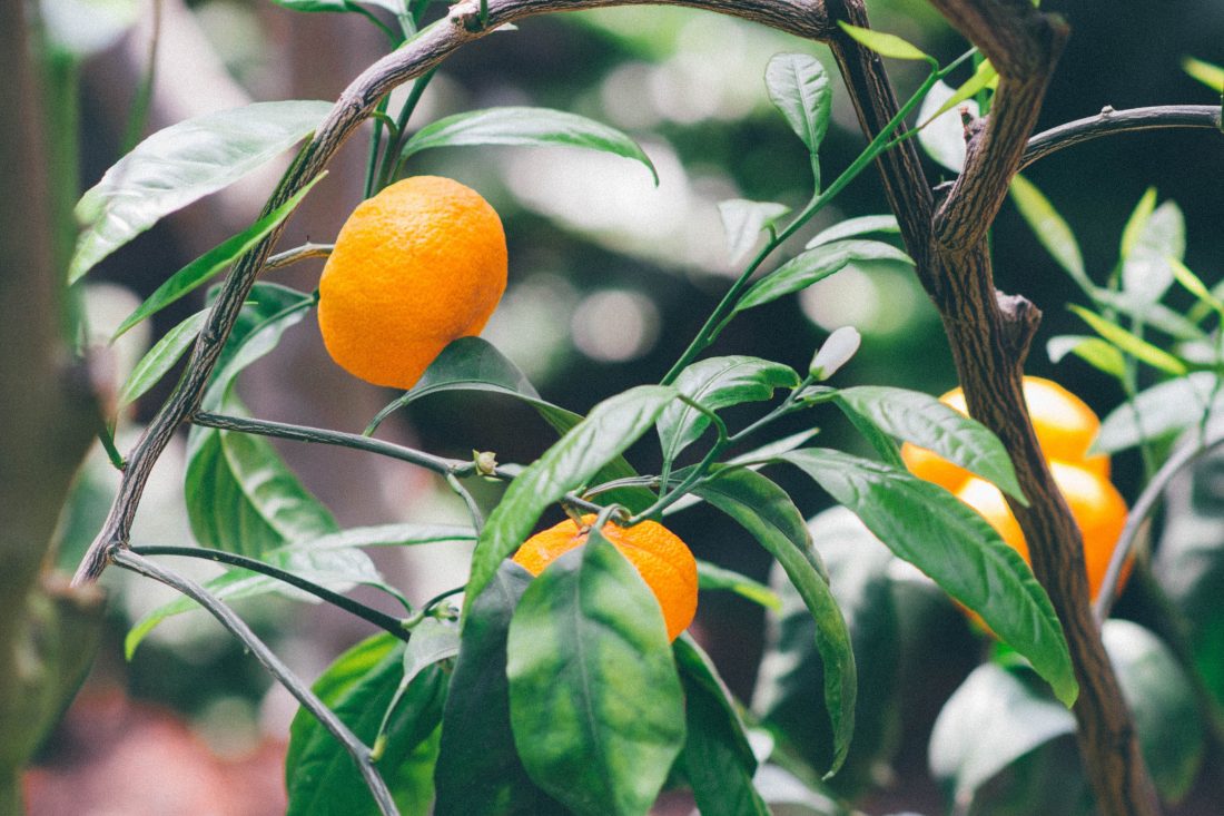 Free stock image of Oranges Growing in Tree