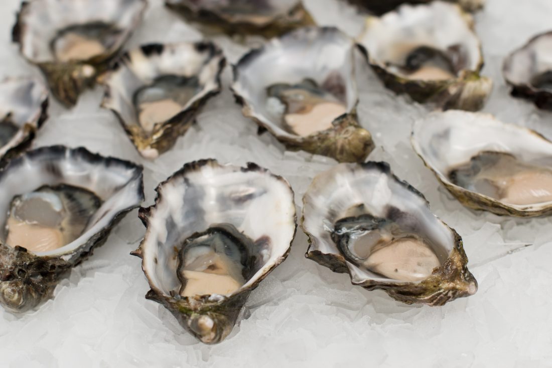 Free stock image of Oysters in Shells
