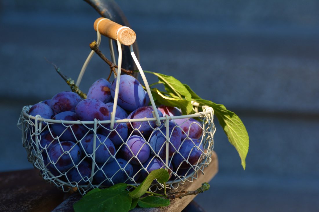 Free stock image of Plums in Basket