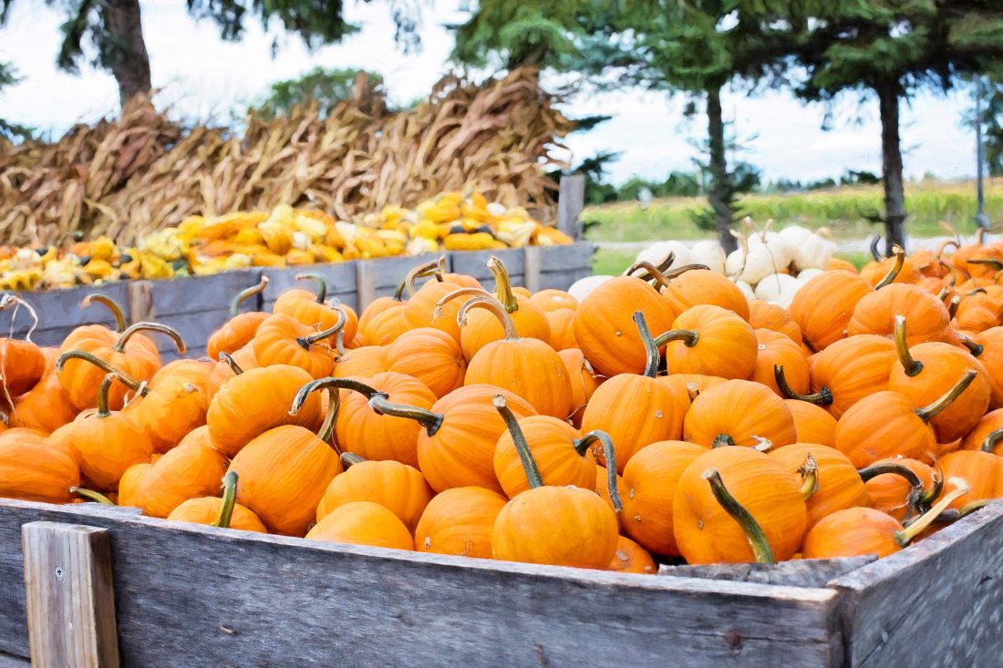 Free stock image of Autumn Pumpkins