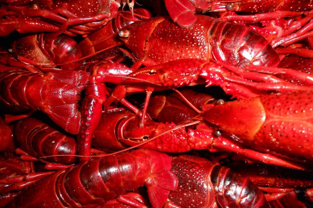 Free stock image of Red Crayfish