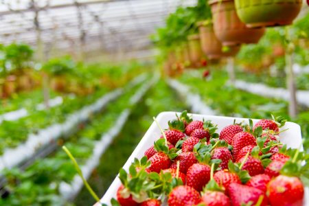 Fresh Strawberries