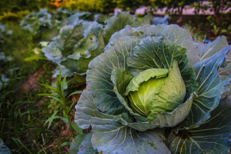 Vegetable Cabbage