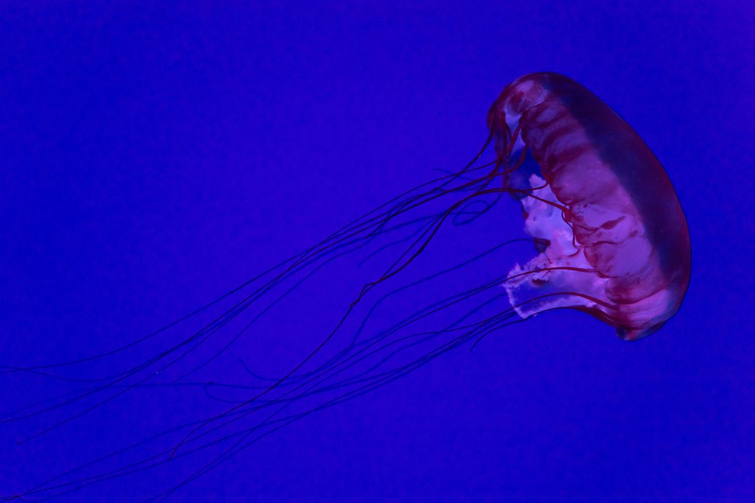 Free stock image of Jellyfish