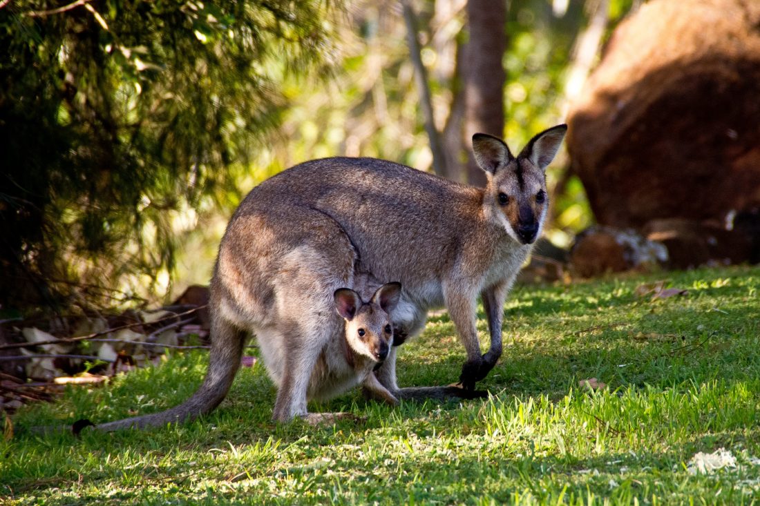 Free stock image of Kangaroos in Australia