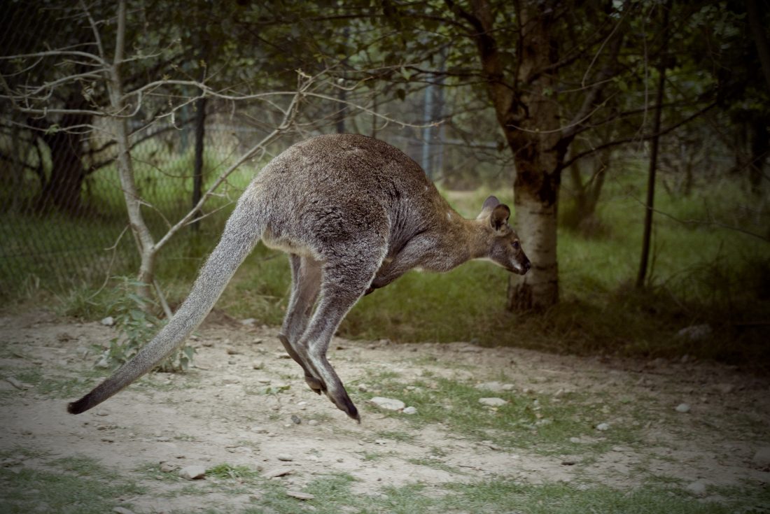 Free stock image of Kangaroo Jumping