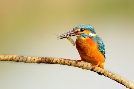 Kingfisher Bird